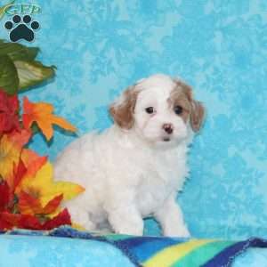 Sapphire, Shih-Poo Puppy